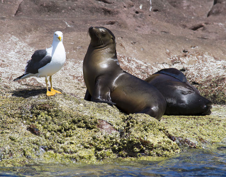 Sea lion sunbathing on Isla Espiritu Santo (Credit: La Paz Tourism)