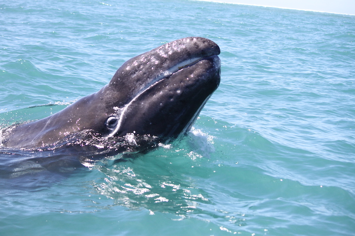 Gray whale in Magdalena Bay (Credit: Coastal Dolphins Latin America)