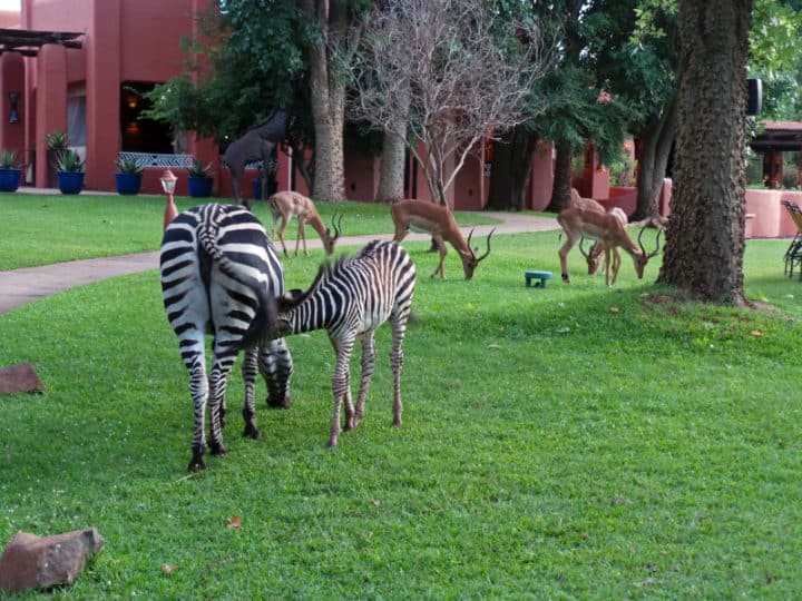 Zebra on the hotel grounds