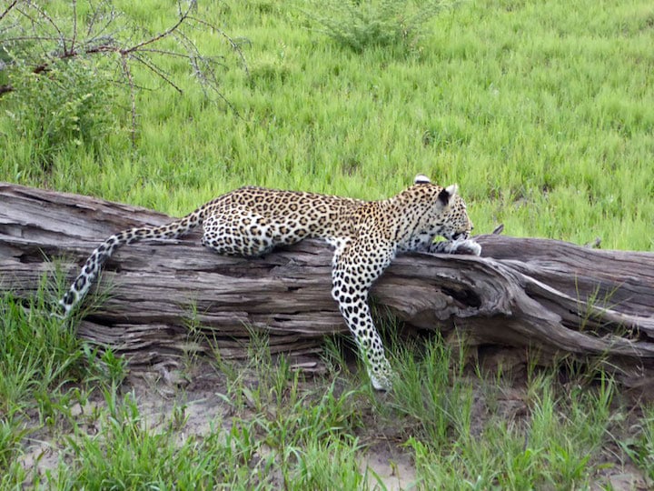 Leopard on a log