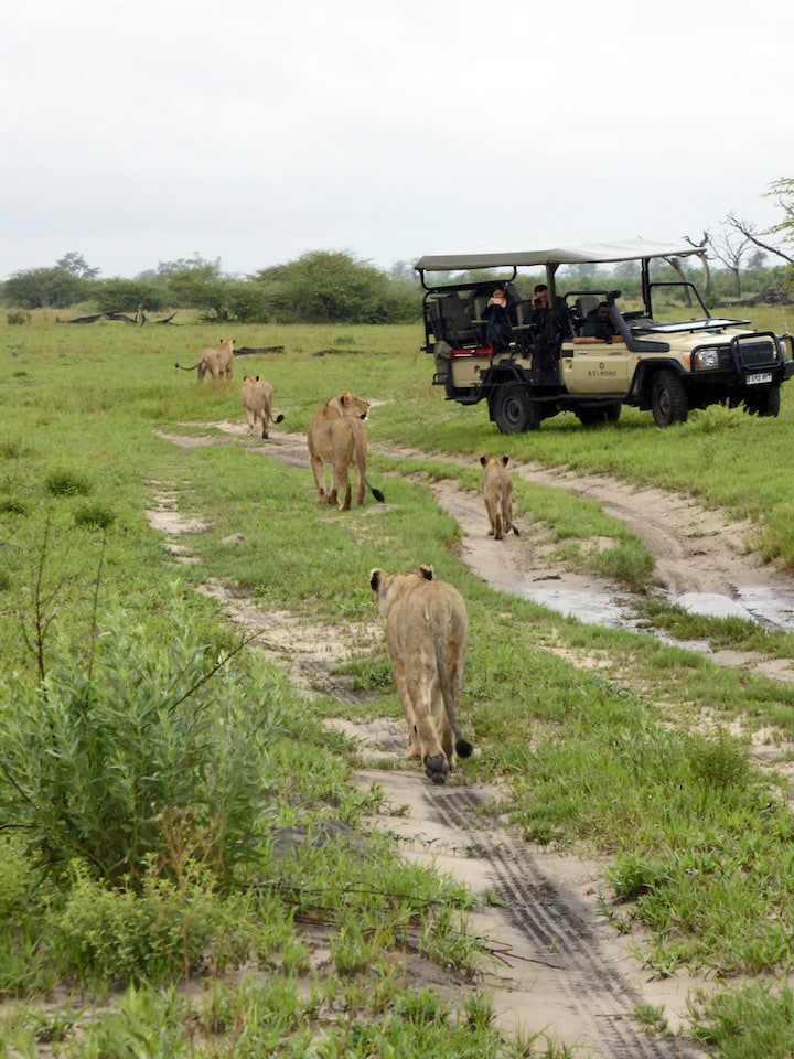 Lions on a game drive