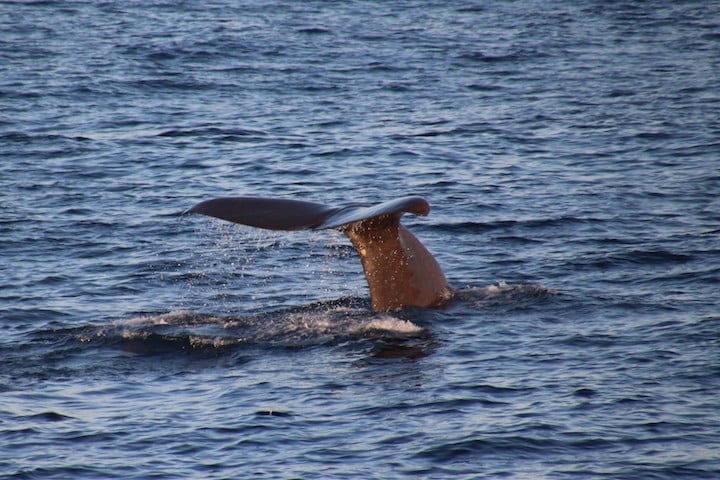 Sperm whale near Bleik