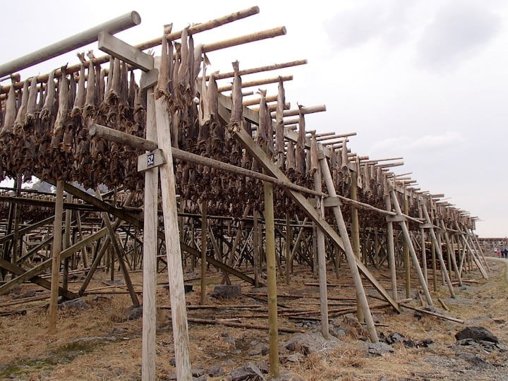 Salted cod drying in Reine, Norway