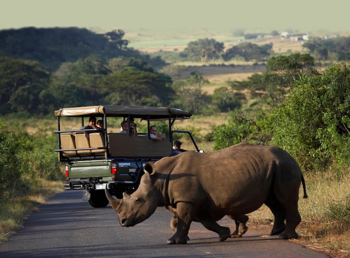 Rhino in Hluhluwe-iMfolozi Game Park (Credit: Durban Tourism)
