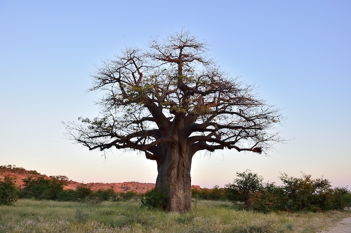 A baobab tree in Limpopo (Credit: South African Tourism)