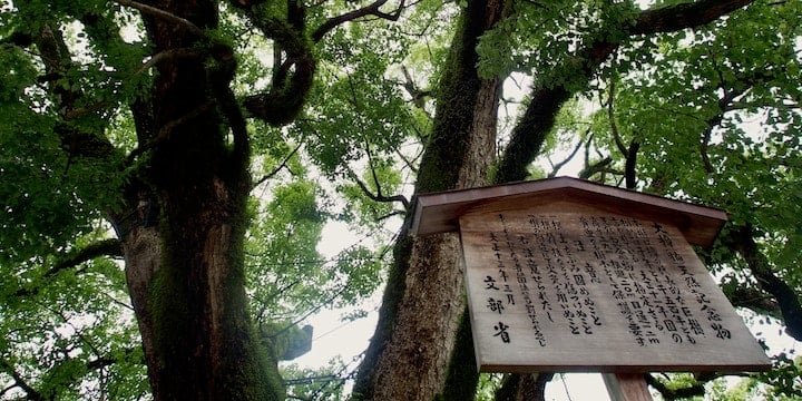 1,500-year-old camphur tree at Dazaifu Tenmangu Shrine