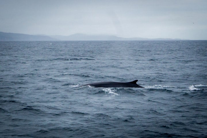 Fin whale spotted on Gatherall's Puffin and Whale Watch Tour