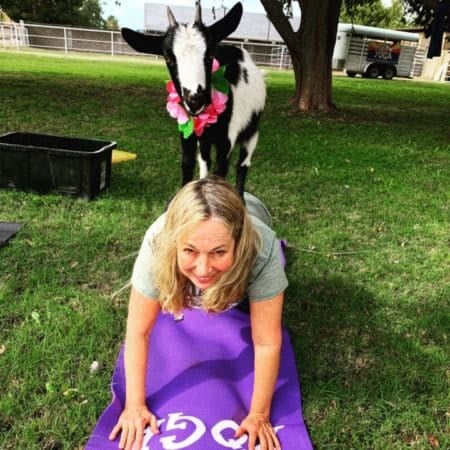 7 things to do in Gilbert, AZ, including goat yoga