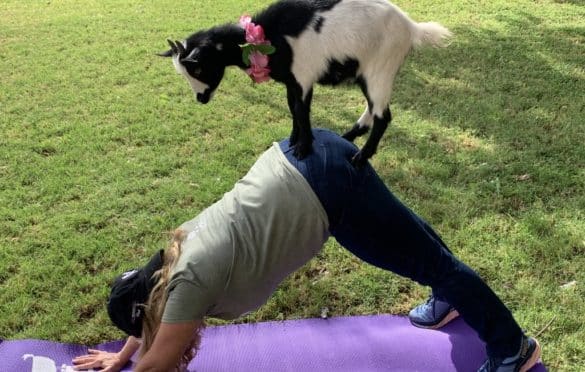 I love goat yoga!