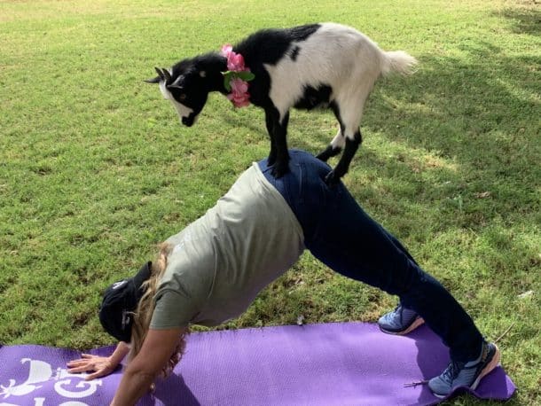 I love goat yoga!