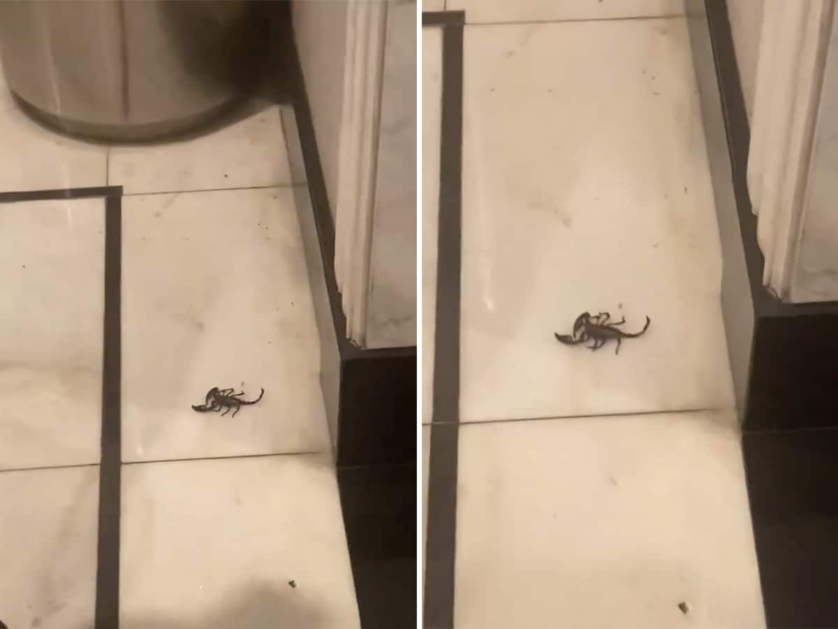 A second scorpion has checked into this popular Las Vegas hotel.