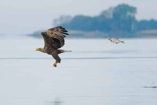 The Comedy Wildlife Photography Awards 2024Przemyslaw JakubczykBydgoszczPolandTitle: unexpected role swapDescription: Every annoyed and overtired fish needs to de-stress by hunting for a bald eagleAnimal: bald eagle and breamLocation of shot: Szczecin Lagoon, Poland