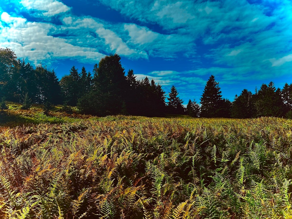 Visit Uninhabited Islands in Maine like this one