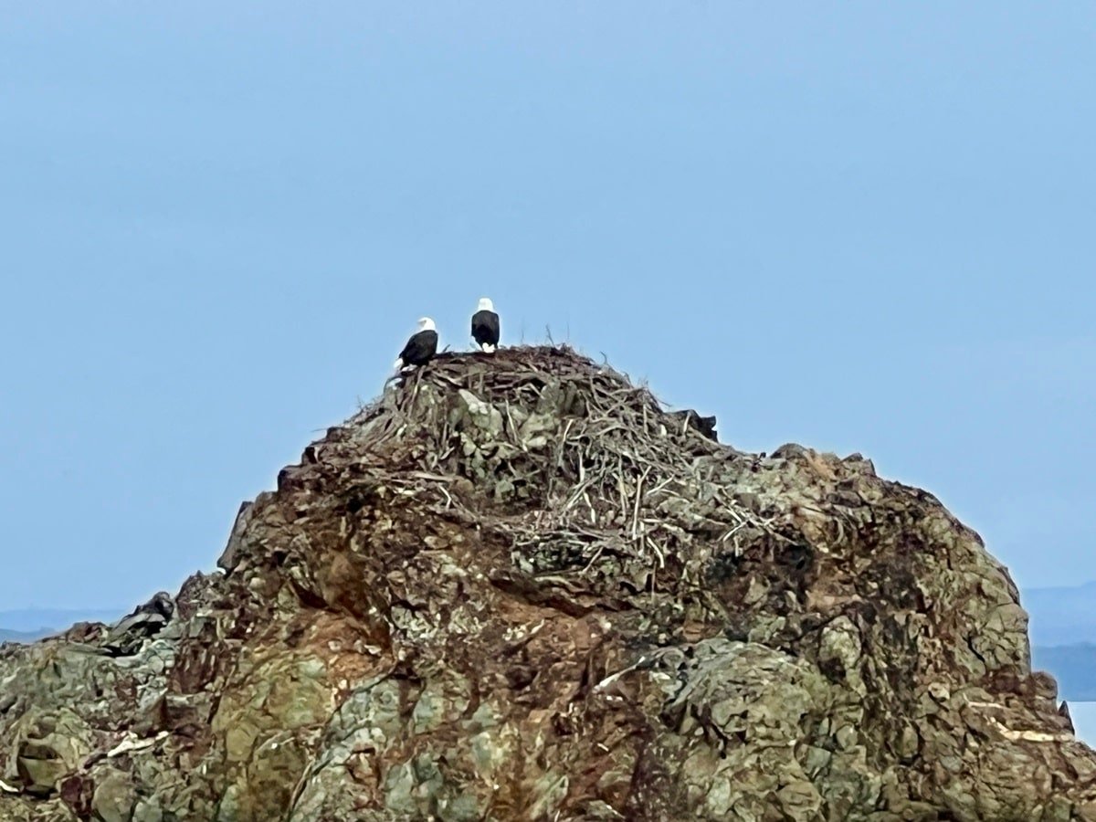 Bald eagles on 500 year old osprey nest