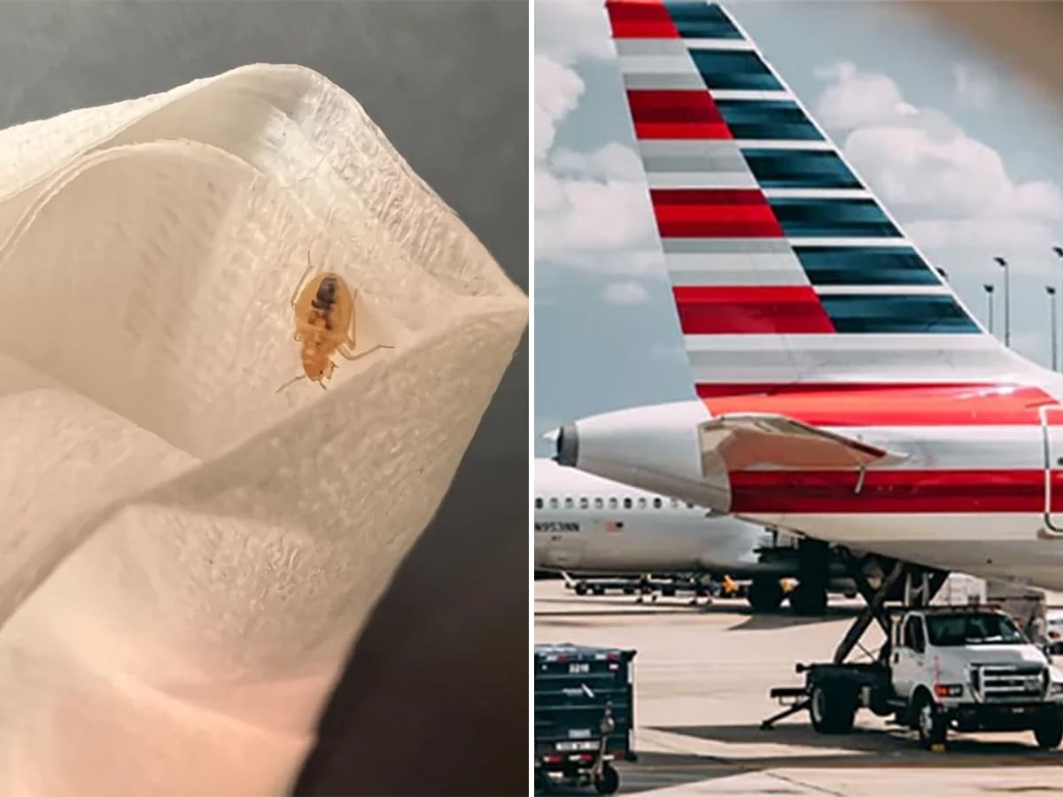 An American Airlines first class passenger found a bed bug crawling on his leg.