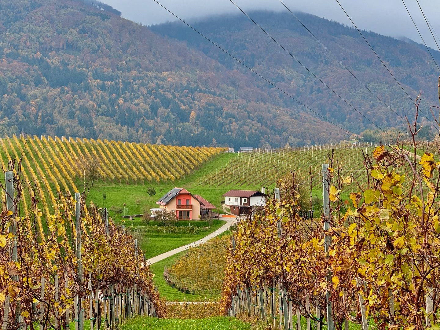 Zlati Gric Vineyard in Slovenia