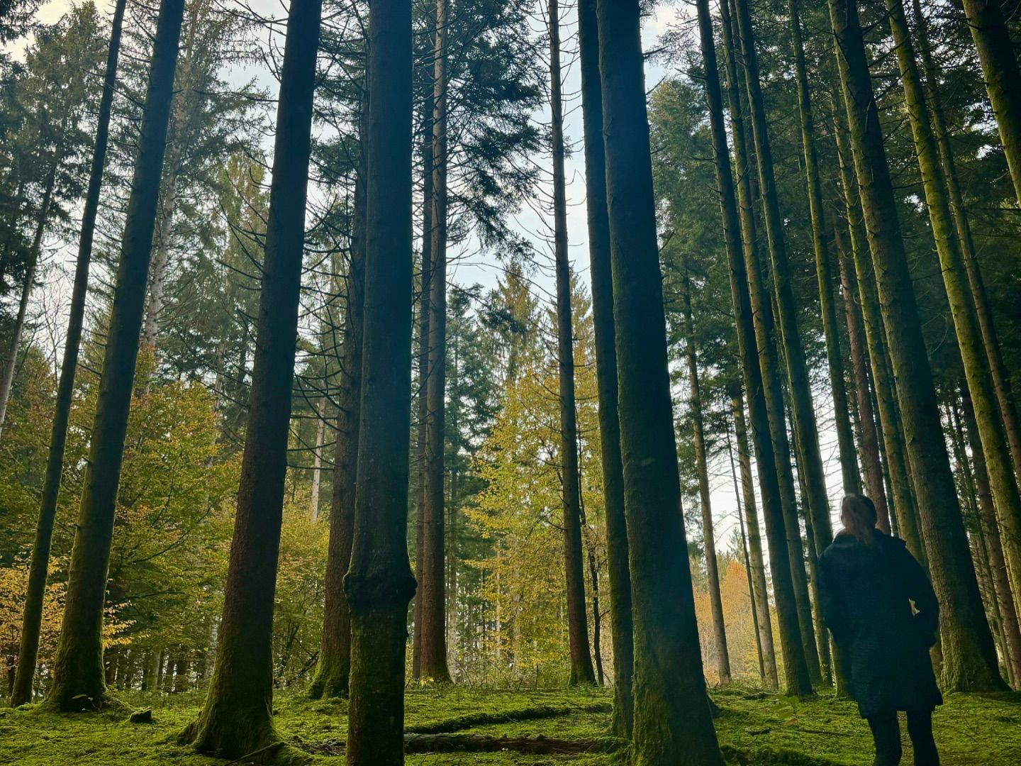 Hotel Balnea forest bathe in Slovenia