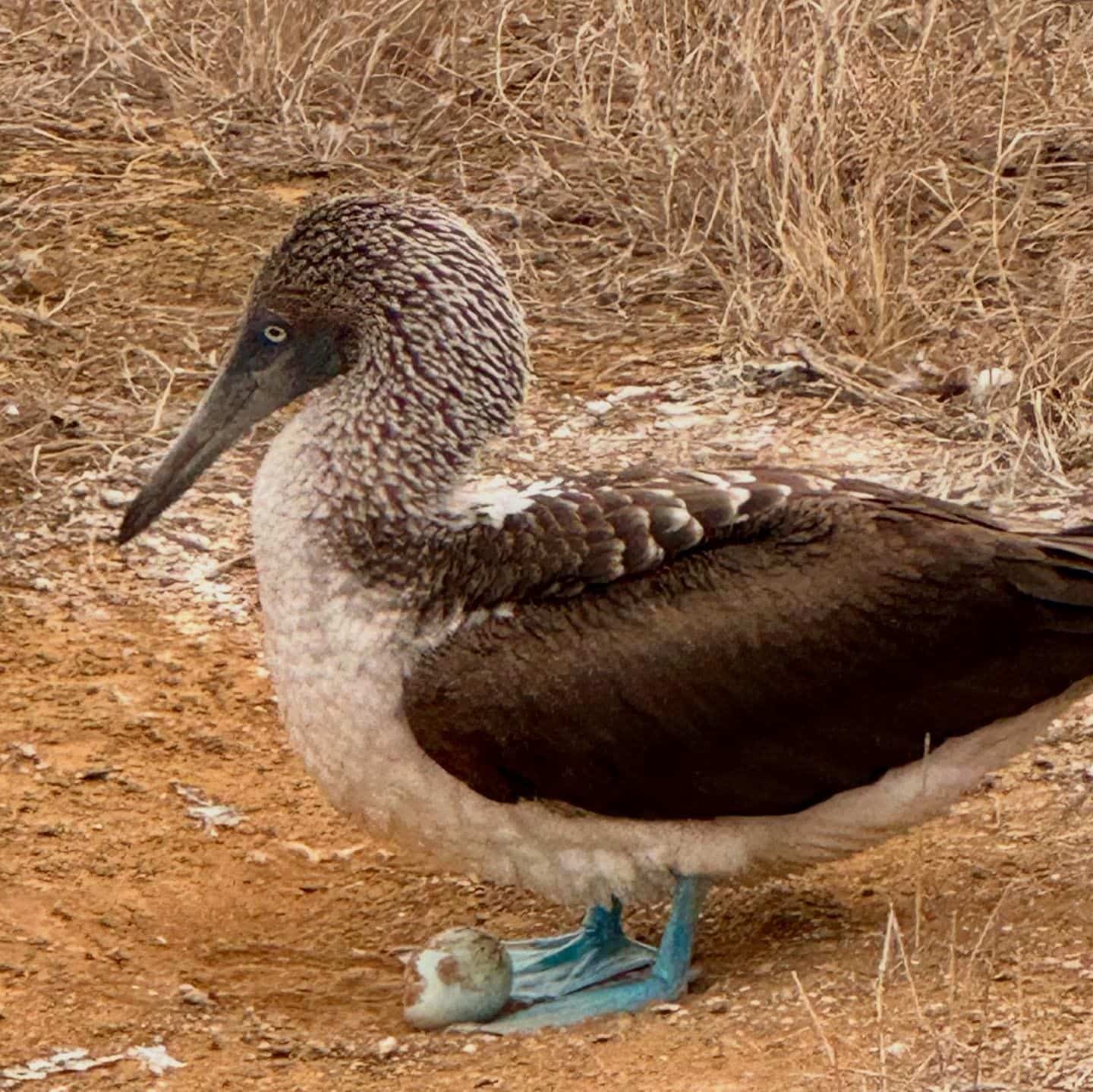 Blue footed booby in the Galapagos Islands