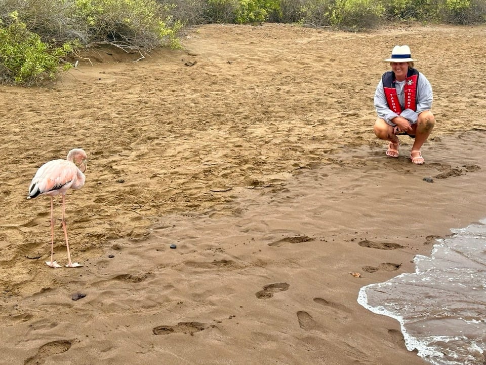 flamingo in the Galapagos