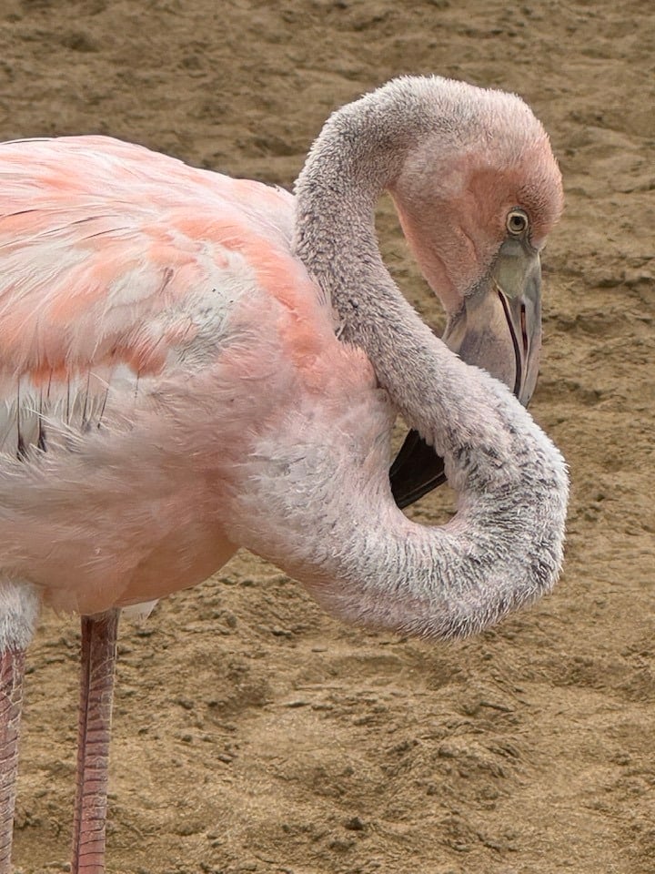 Up close with a flamingo in the wild in the Galapagos Islands