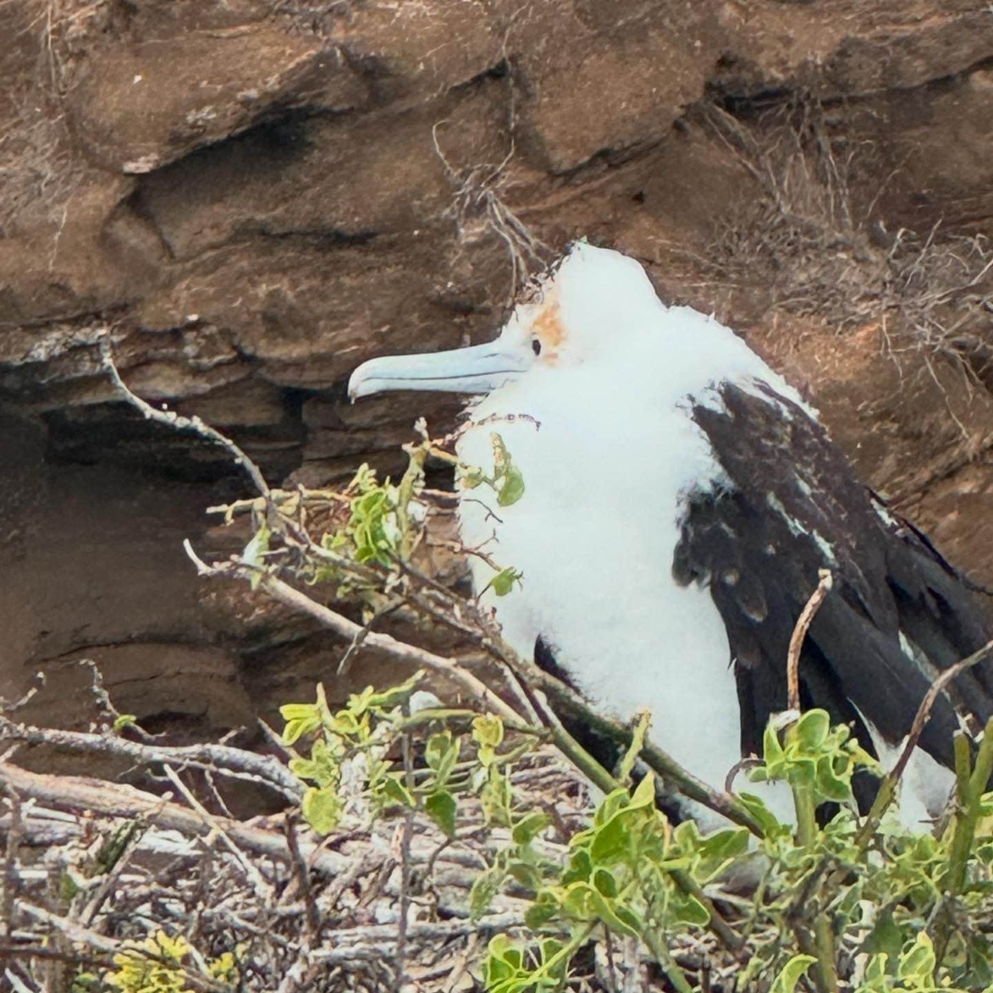 Baby frigate bird in the Galapagos Islands