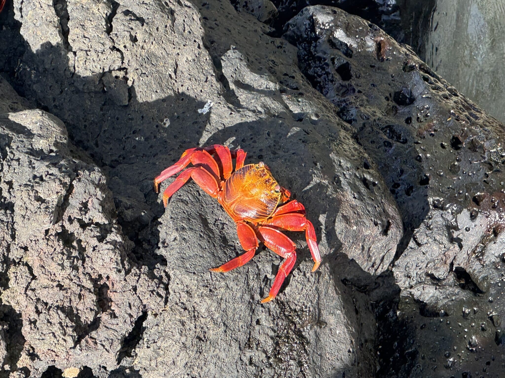 Sally Lightfoot Crab in Galapagos Islands