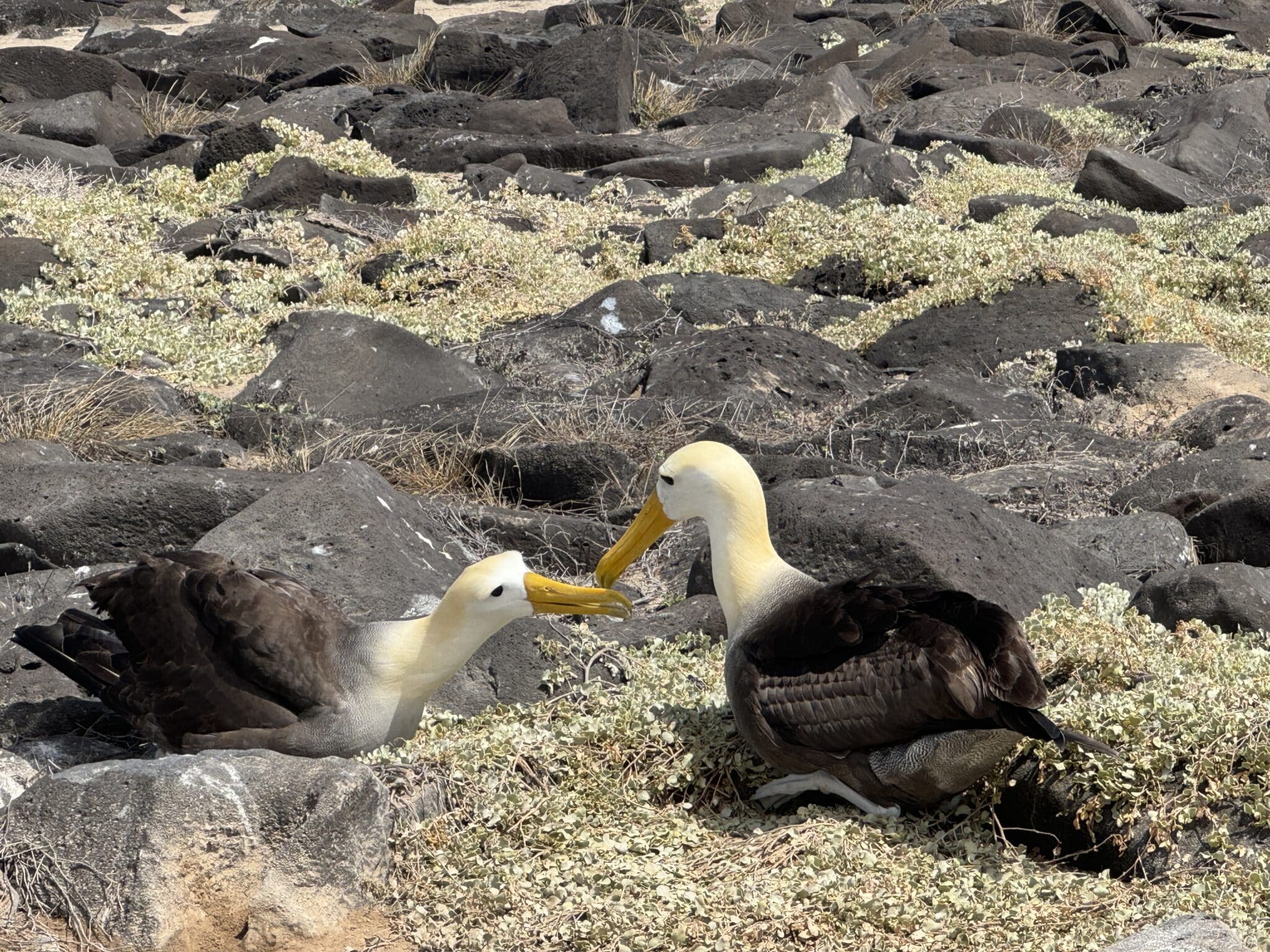 Waved Albatross dance in the Galápagos Islands