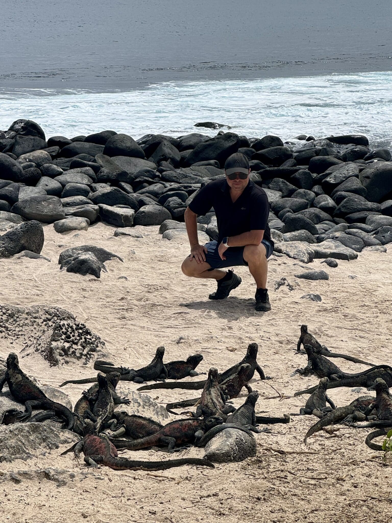 Marine iguanas in the Galápagos Islands. Man vs. Marine Iguana