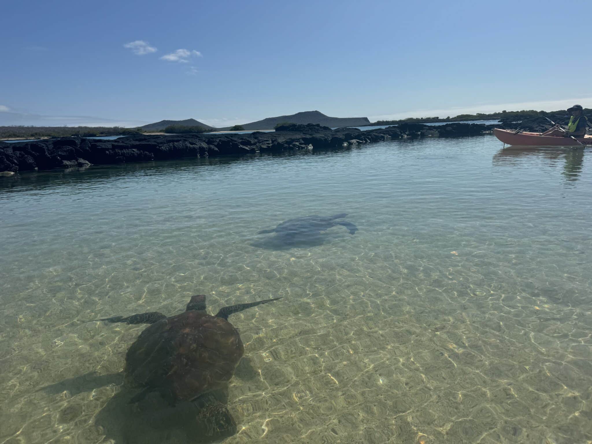 Sea turtles in the Galápagos Islands