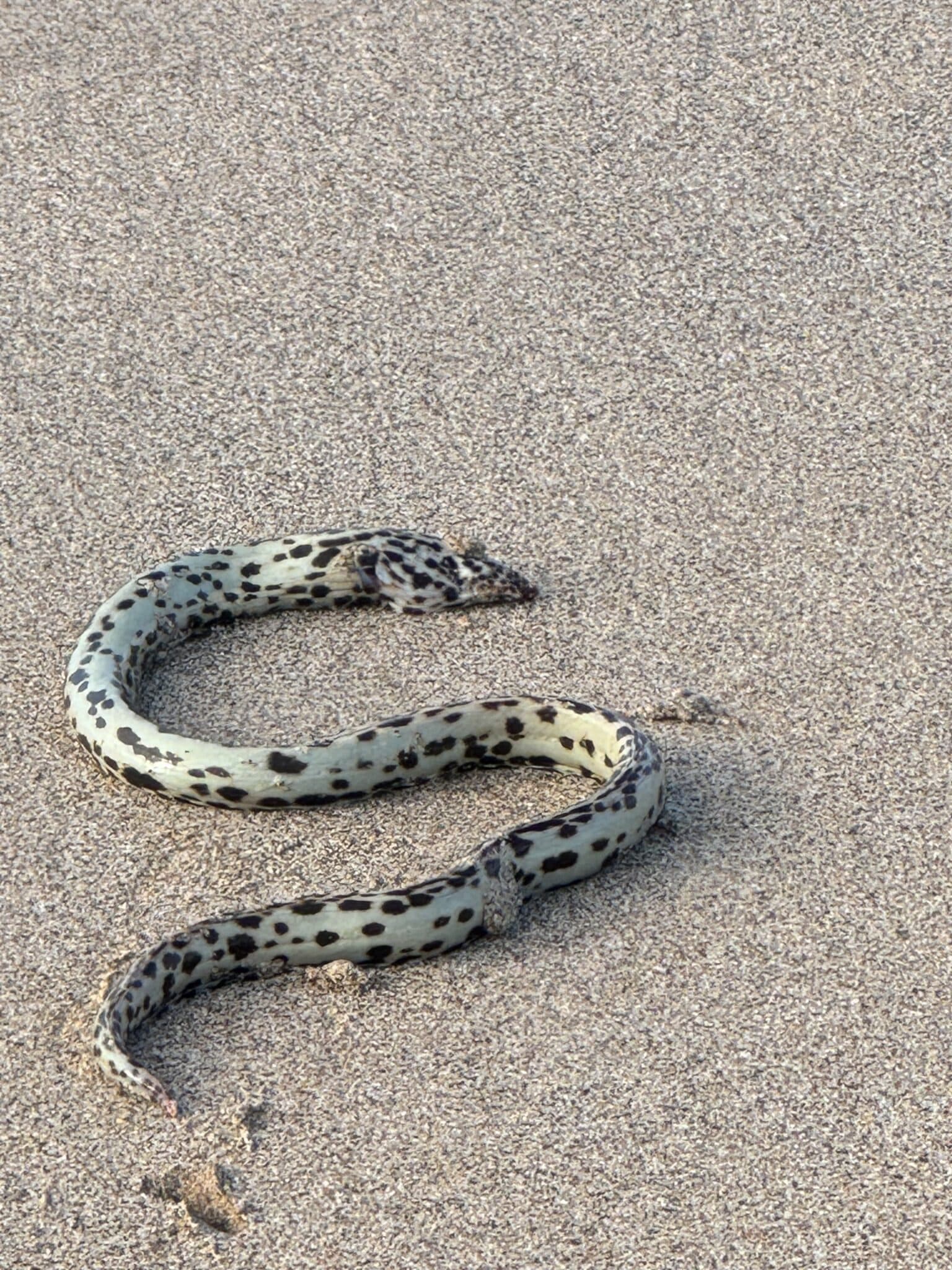 eel in Galápagos Islands 