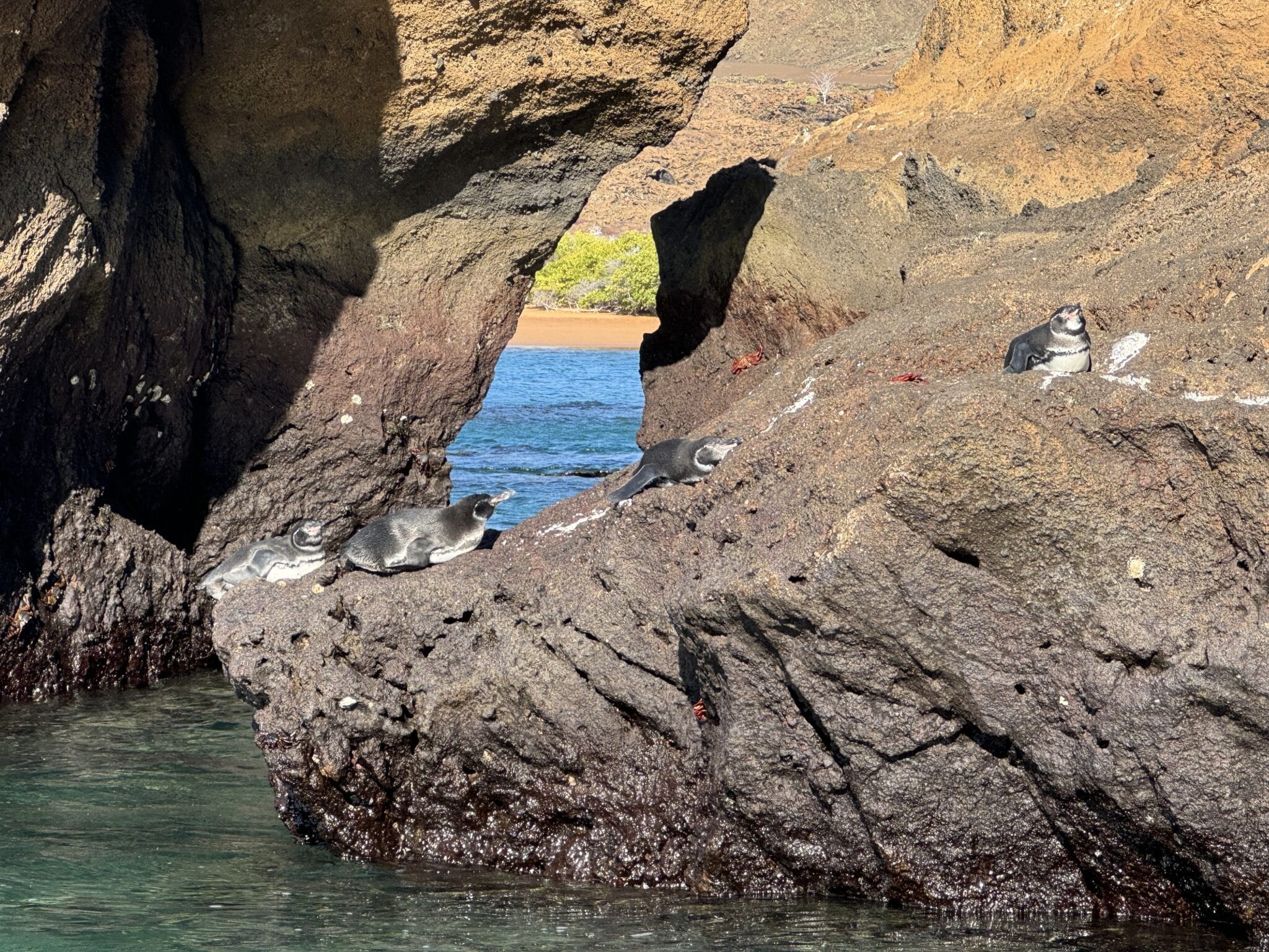 Penguins in the Galápagos Islands