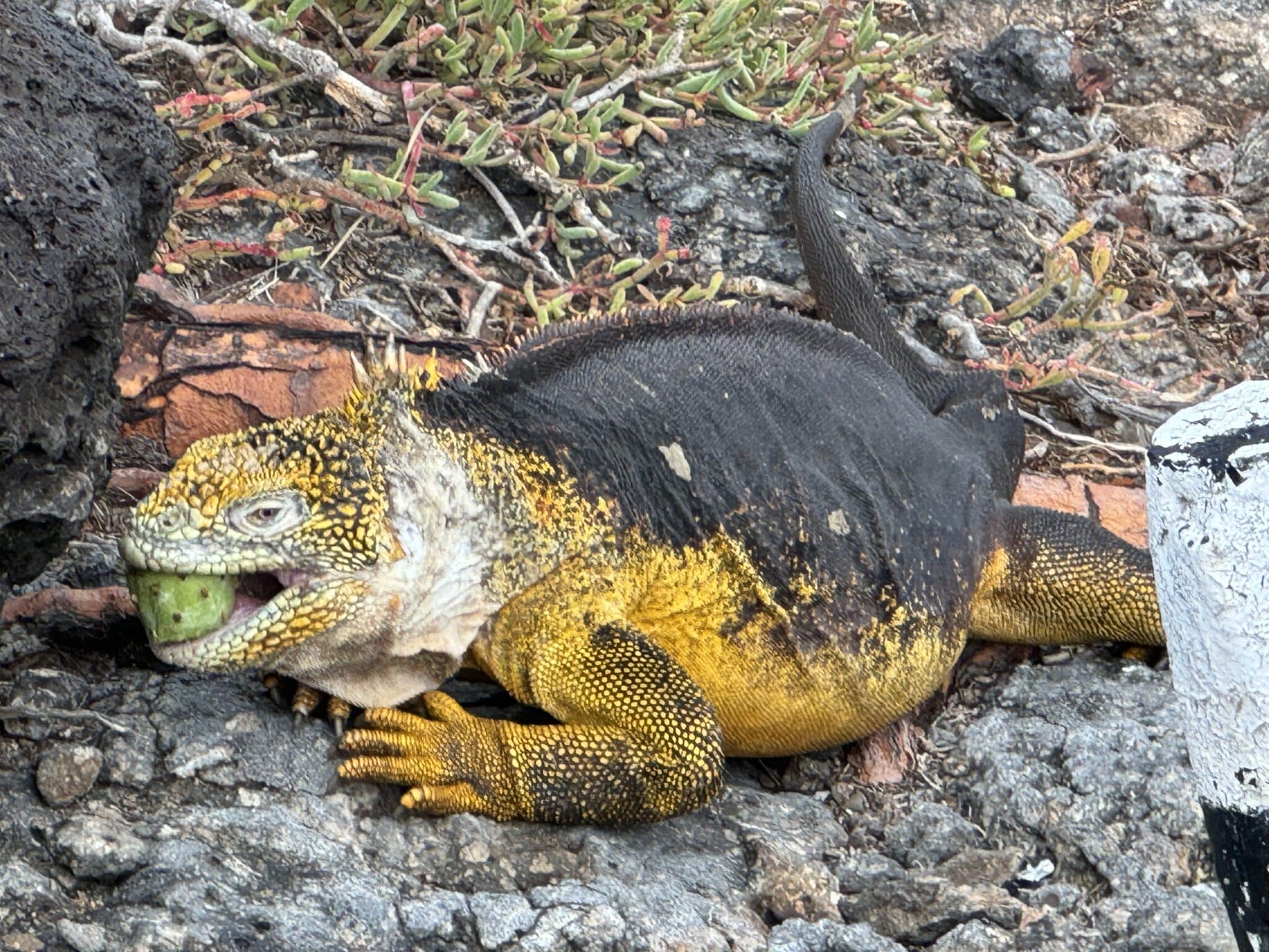 Land iguana in the Galápagos Islands 