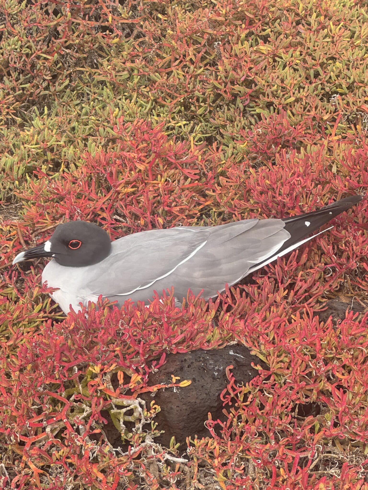 Swallow Tailed Gull is nocturnal in the Galápagos Islands