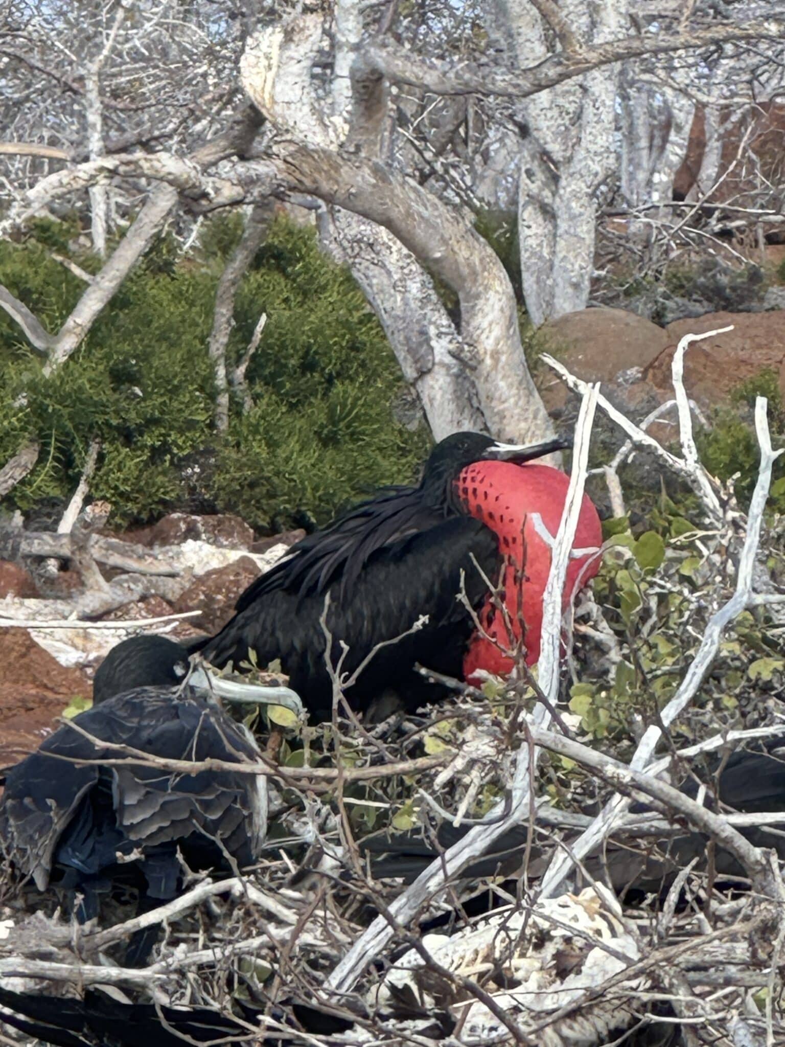 Frigate bird in the Galápagos Islands