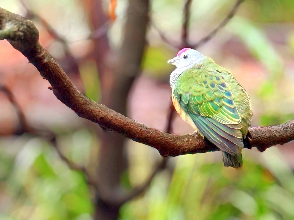 Superb Fruit Dove at Taronga Zoo, Sydney.