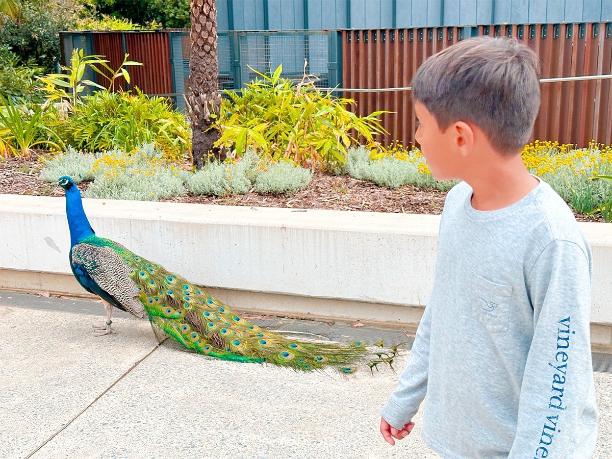 Peacock at Taronga Zoo Sydney.