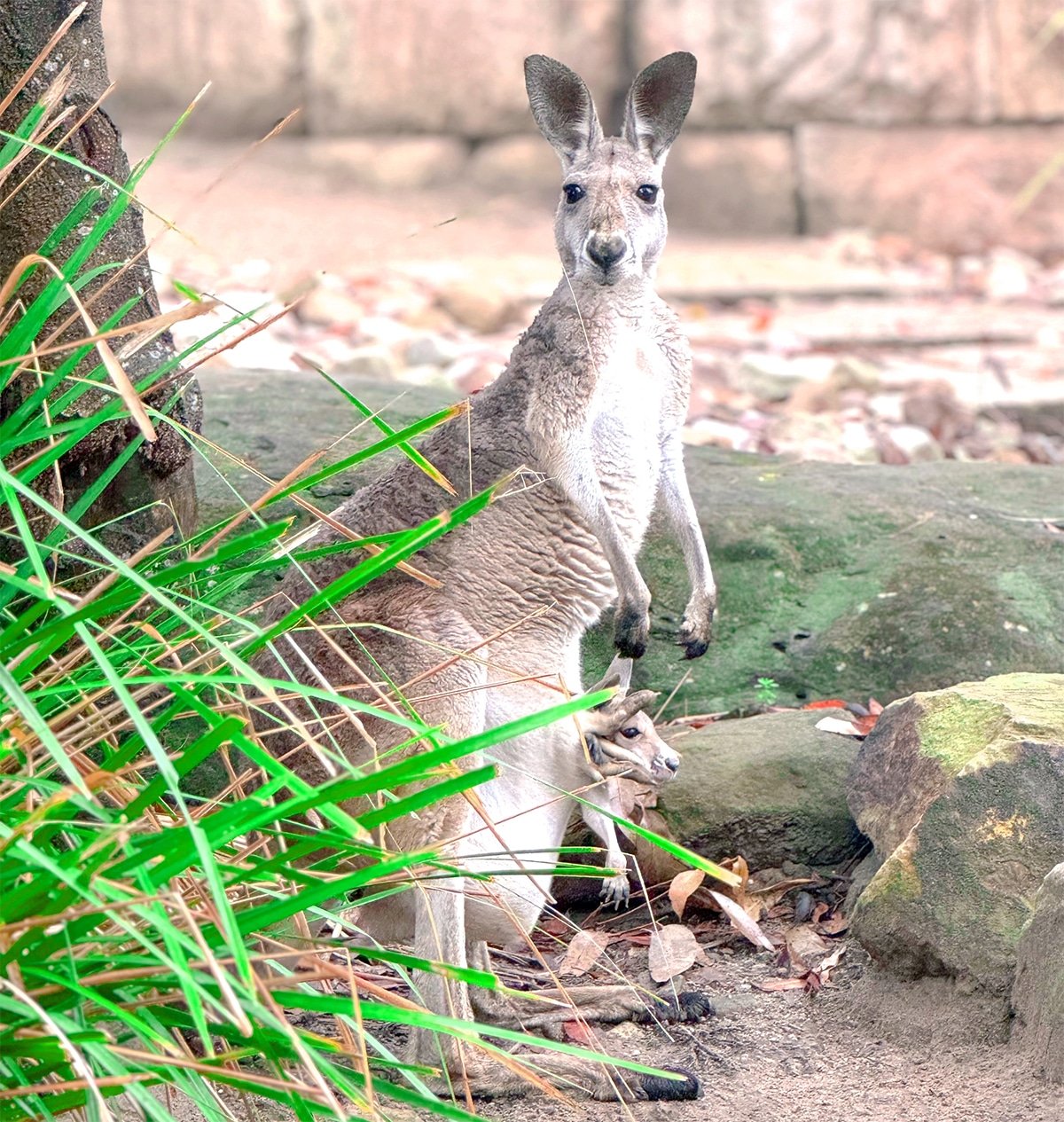 Red kangaroos at Taronga Zoo.