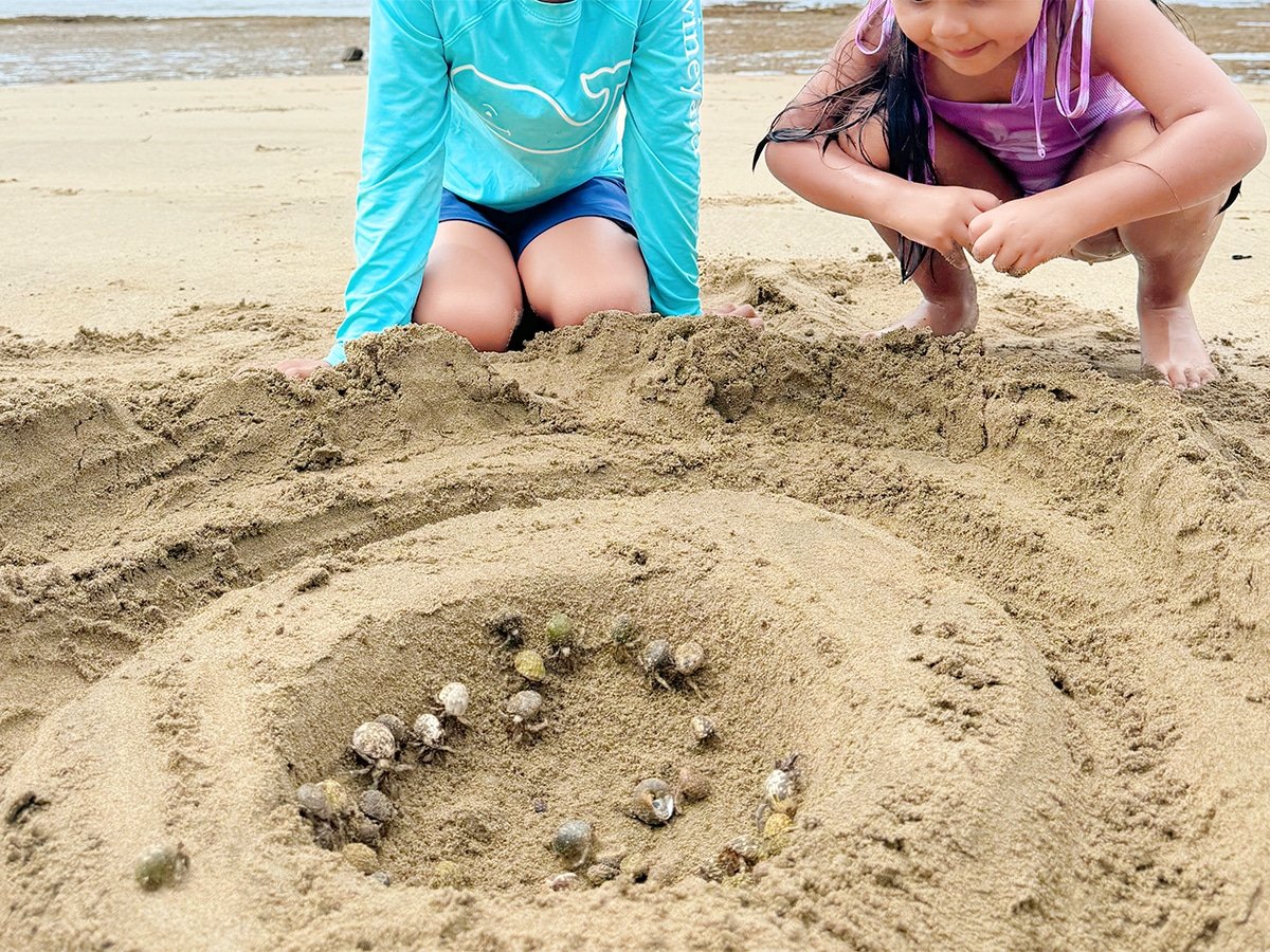 Hermit crabs at Nanuku.