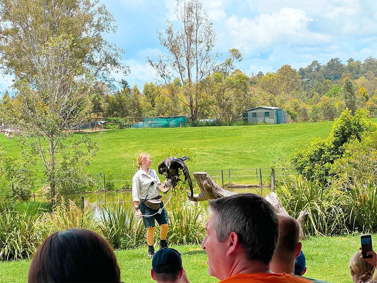 Birds of prey at Lone Pine Koala Sanctuary in Brisbane.