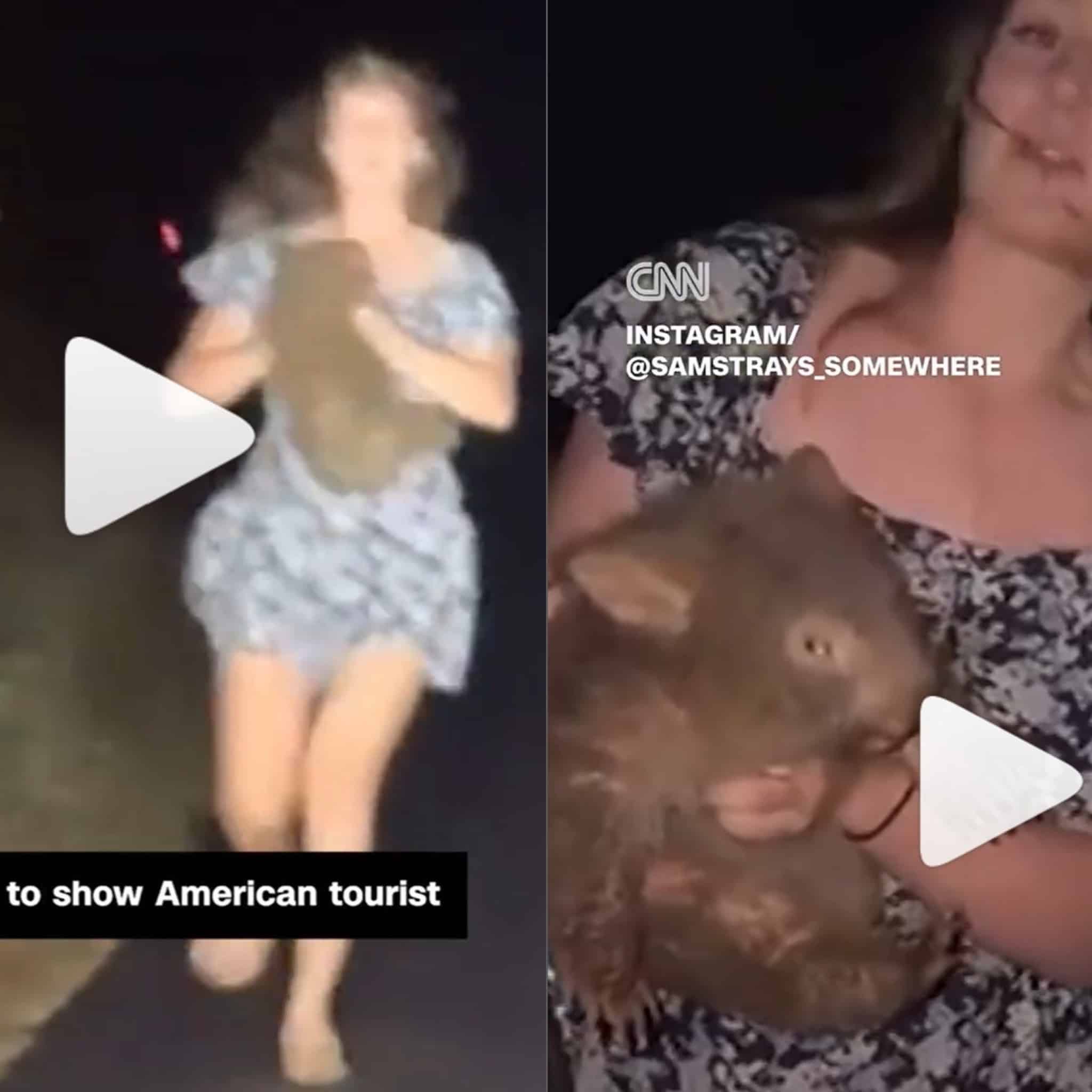 American Influencer Sparks Fury After Taking Baby Wombat from Its Mother in Australia