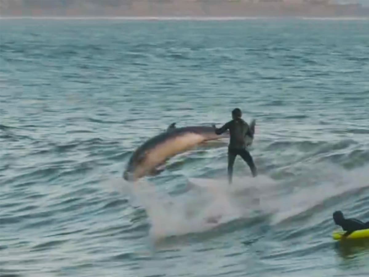 Surfer’s Jaw-Dropping Dolphin Encounter Takes Over Social Media