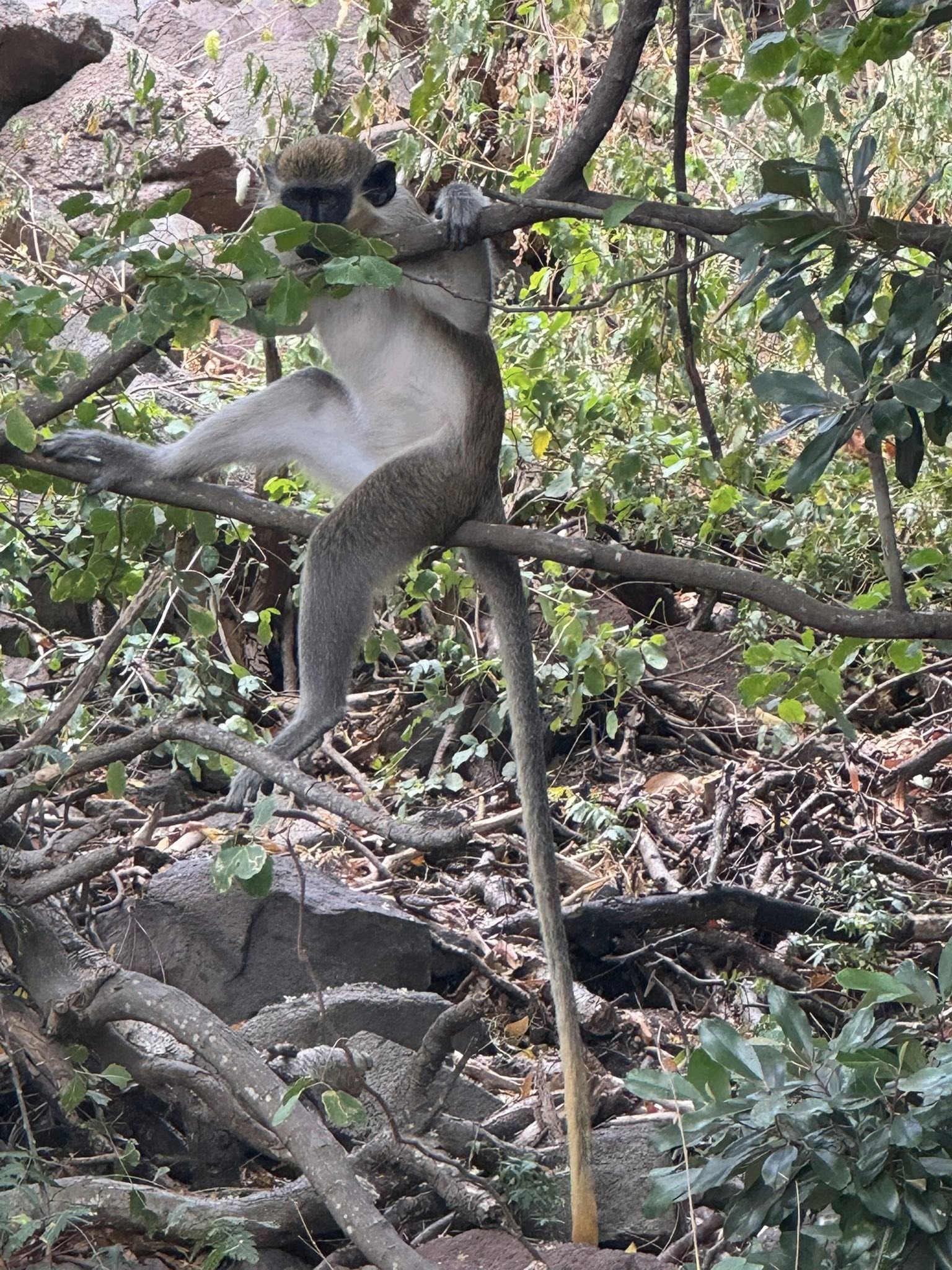 Monkey at Shipwreck in St. Kitts in the Caribbean 