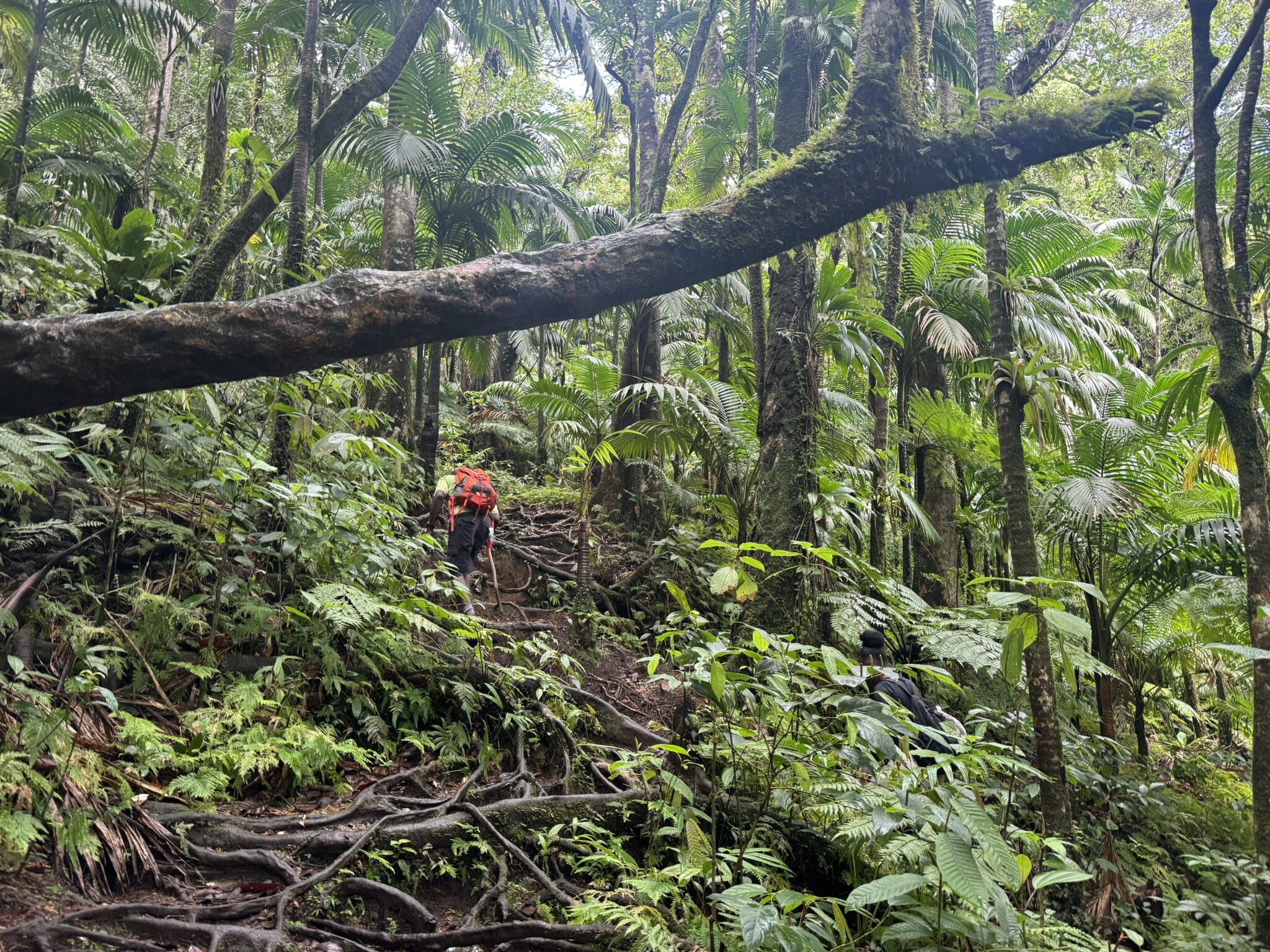 Hiking through the rainforest in St. Kitts 