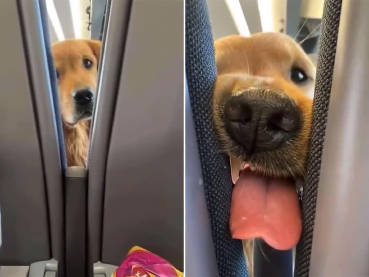 This Viral Dog on a Plane Video Might Be the Best Thing on the Internet Right Now