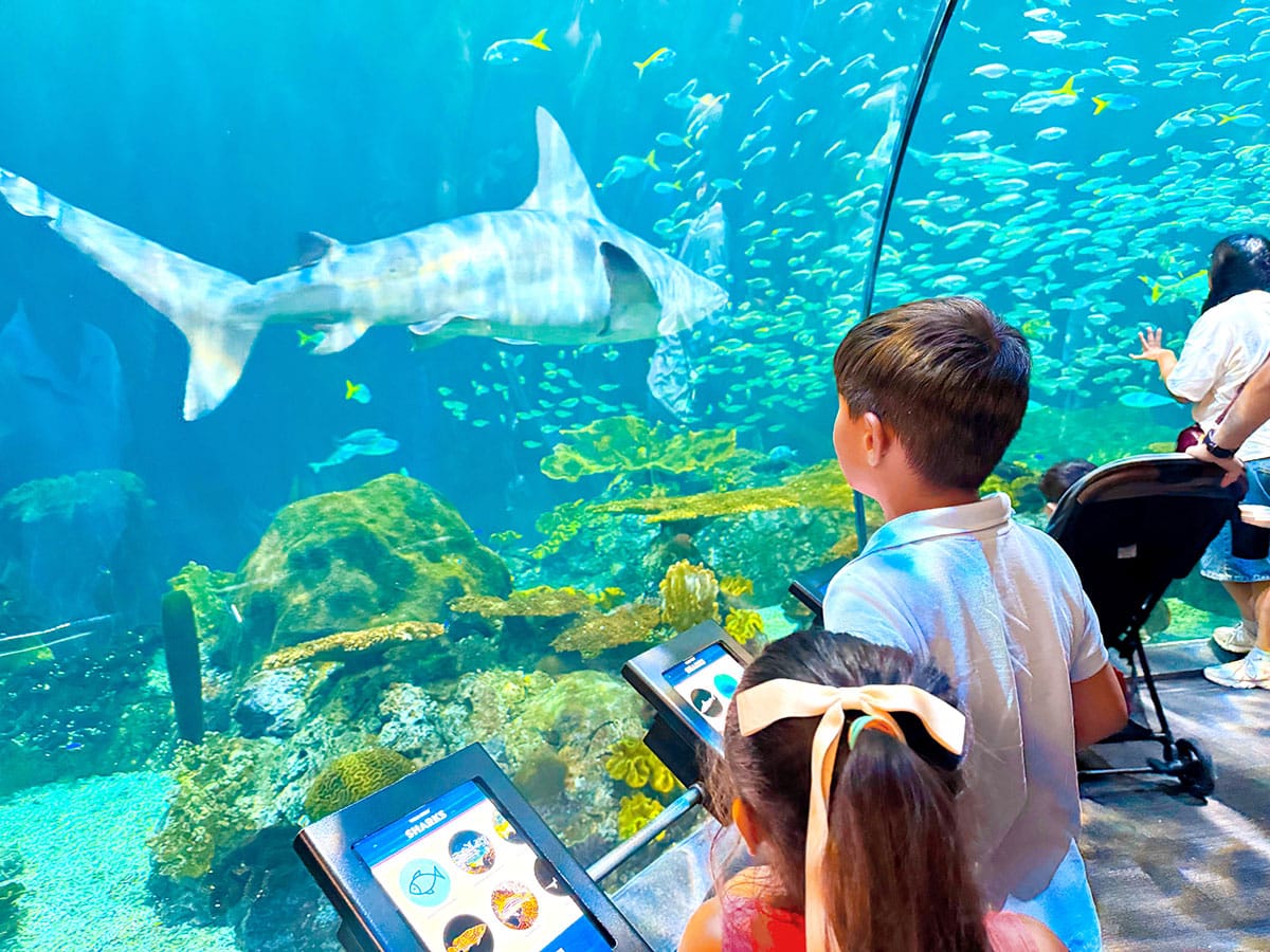 Shedd Aquarium, Chicago