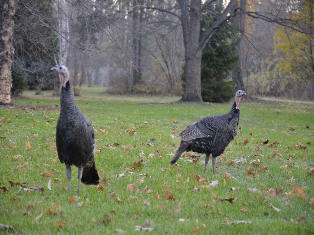 Wild turkeys in Erie, PA