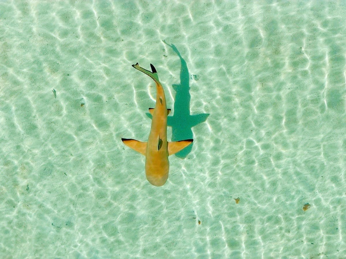 Black tip reef shark in Tahiti